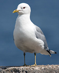 Vinjettbild på arten